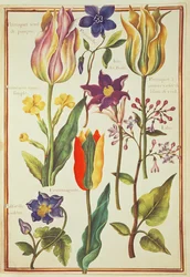 PD.109-1973.f30 Blomsterstudier (wc på vellum)